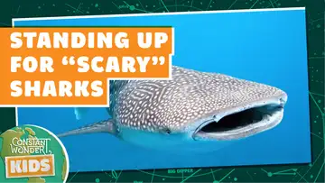 Replay: Sharks Need Our Help!