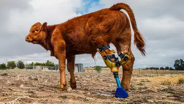 Atticus Finch's New Leg