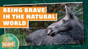 Being Brave in the Natural World