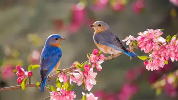 Faith, Prayer, and Love (5-18-25)