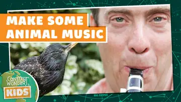 Replay: Make Some Animal Music