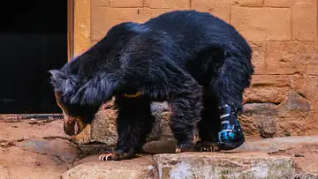 The Wizard of Claws