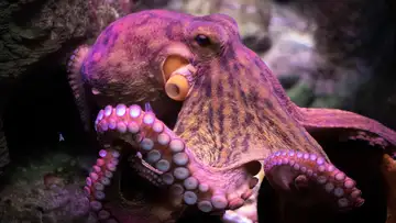 Making Friends with Octopuses
