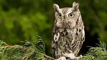 Owls and Awe