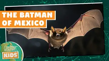 Replay: The Batman of Mexico