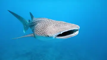 Sharks Need Our Help!