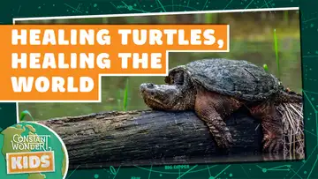 Replay: Healing Turtles, Healing the World