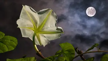 Not So Scary: The Dazzling Secrets of the Dark