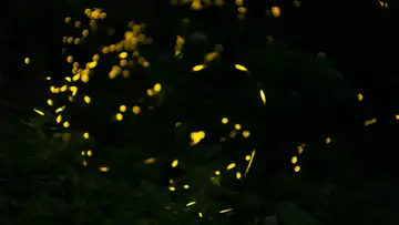 Glimmers of Awe: The Fascinating World of Fireflies