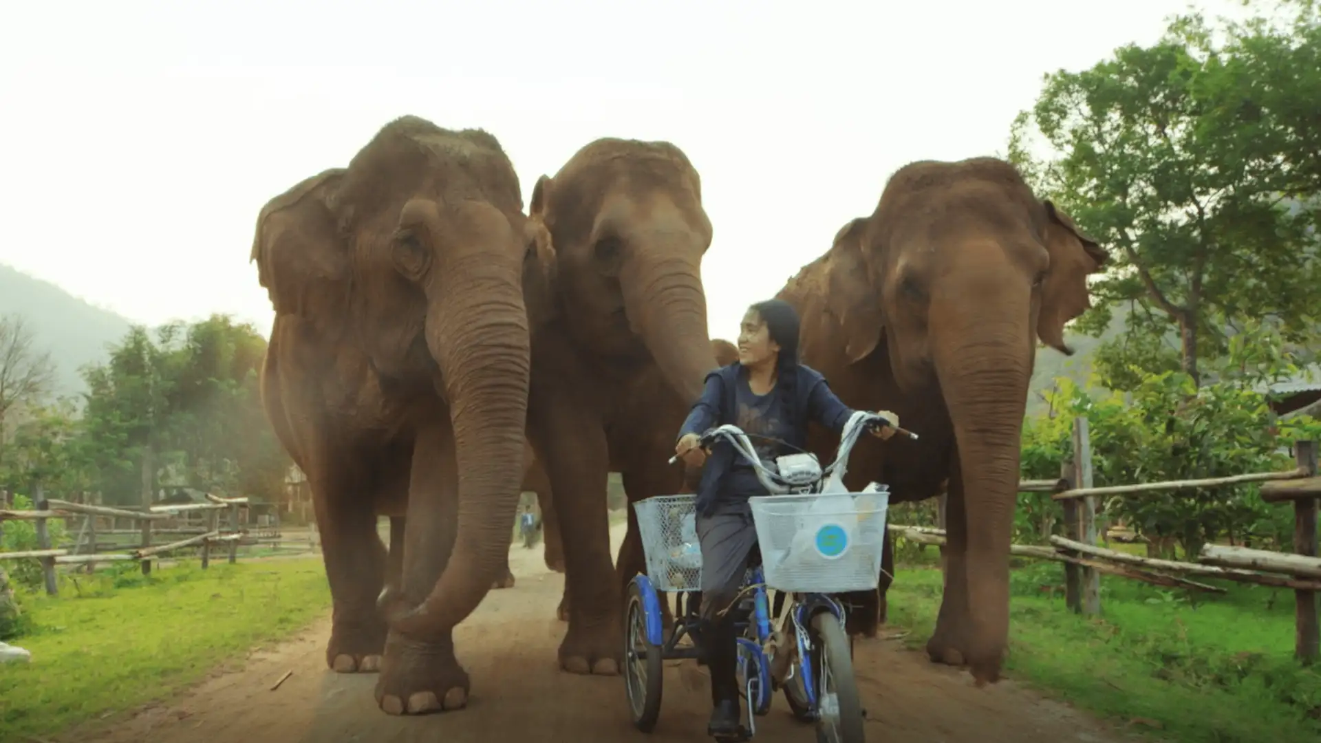 Love & Elephants, Part Three