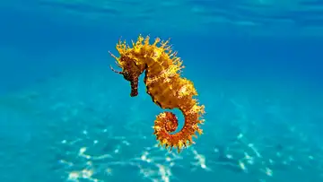 How to Save the Elusive Seahorse