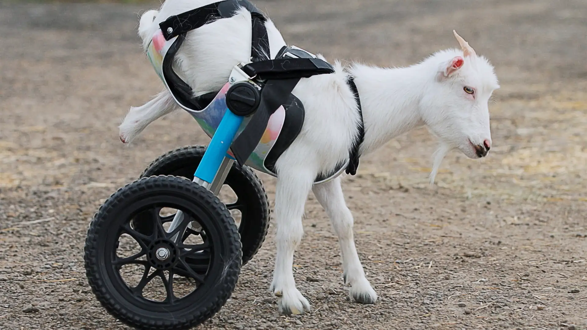 Agatha, the G.O.A.T. Goat