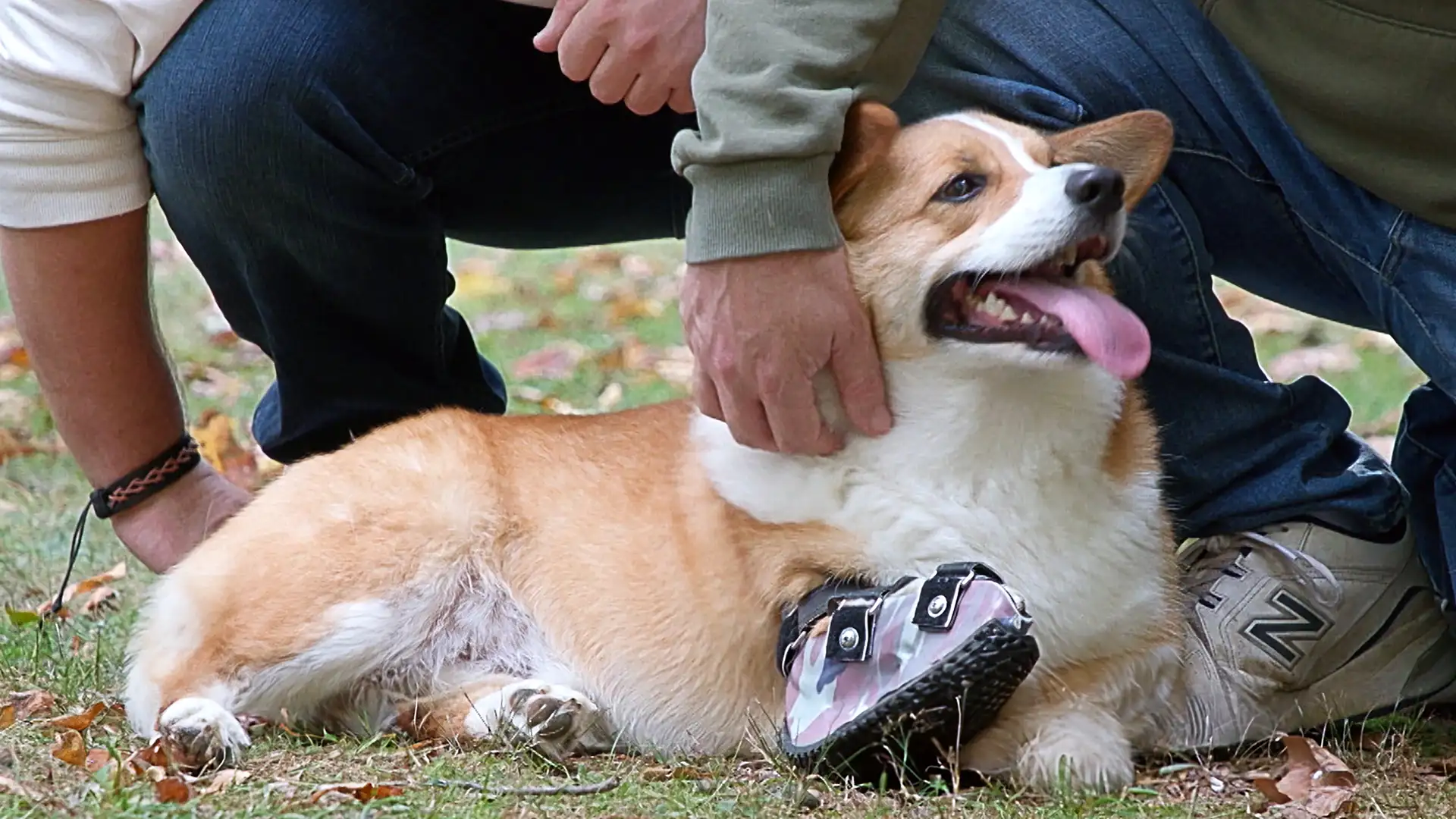 Ollie, Ollie, Running free!