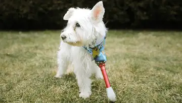 Mission: Im-paw-sible