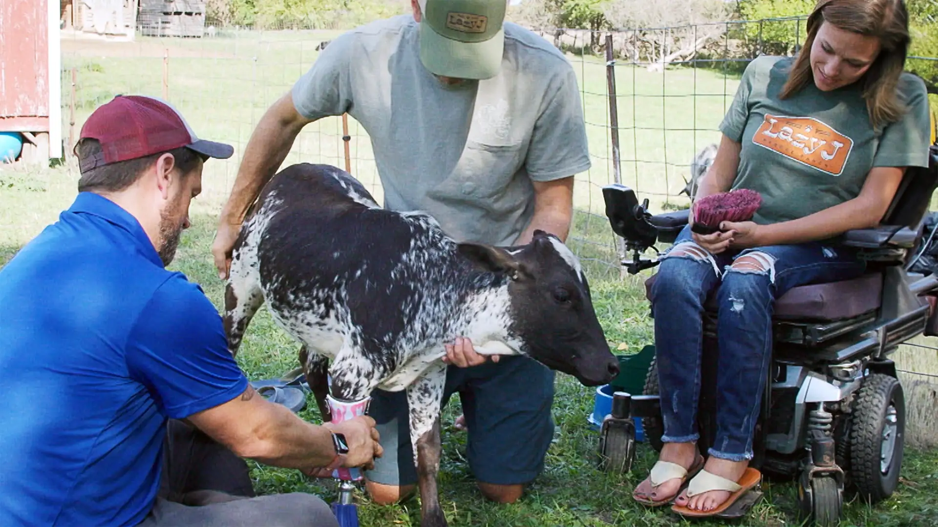 Loretta the Miniature Zebu