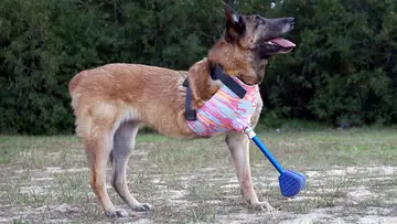 Layka, An American Hero