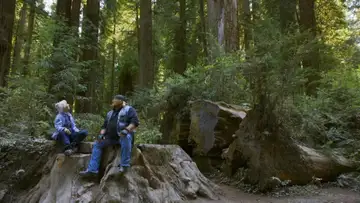 Redwoods